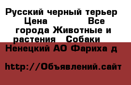 Русский черный терьер › Цена ­ 35 000 - Все города Животные и растения » Собаки   . Ненецкий АО,Фариха д.